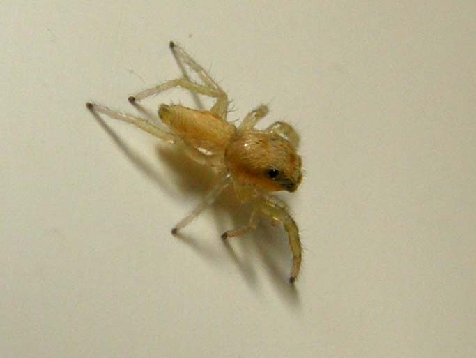 Giovane Salticidae: Icius sp. - Milano