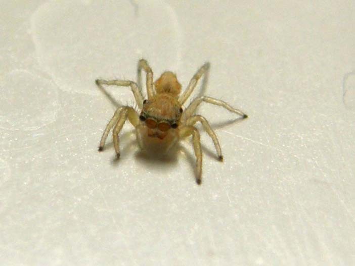 Giovane Salticidae: Icius sp. - Milano