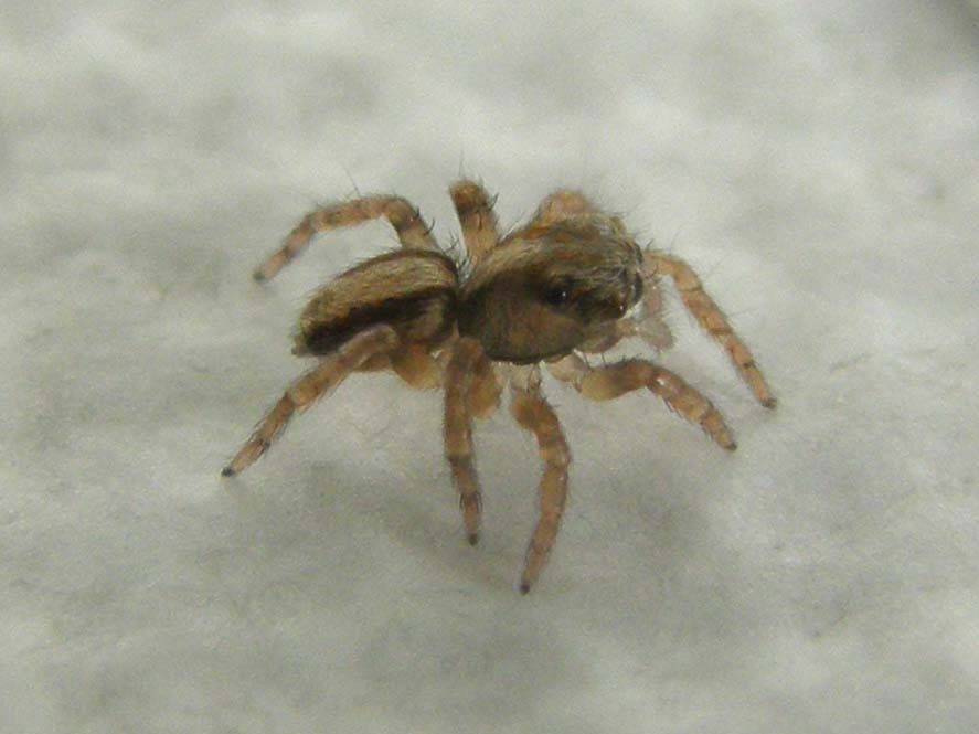 Giovane Salticidae: Saitis barbipes - Milano