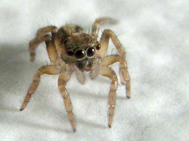 Giovane Salticidae: Saitis barbipes - Milano