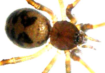 Vista da vicino: Steatoda triangulosa