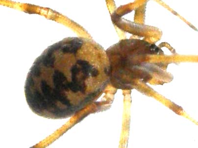 Vista da vicino: Steatoda triangulosa