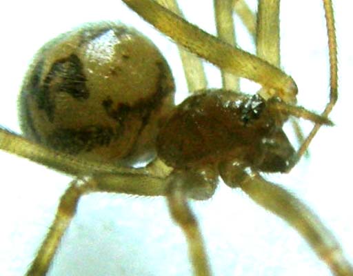 Vista da vicino: Steatoda triangulosa