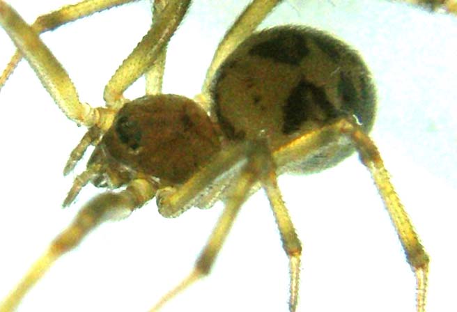 Vista da vicino: Steatoda triangulosa