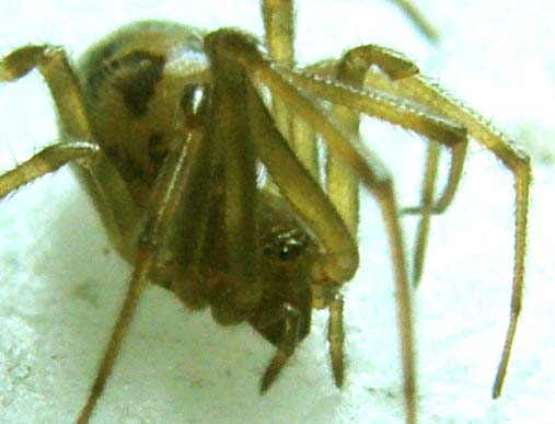 Vista da vicino: Steatoda triangulosa