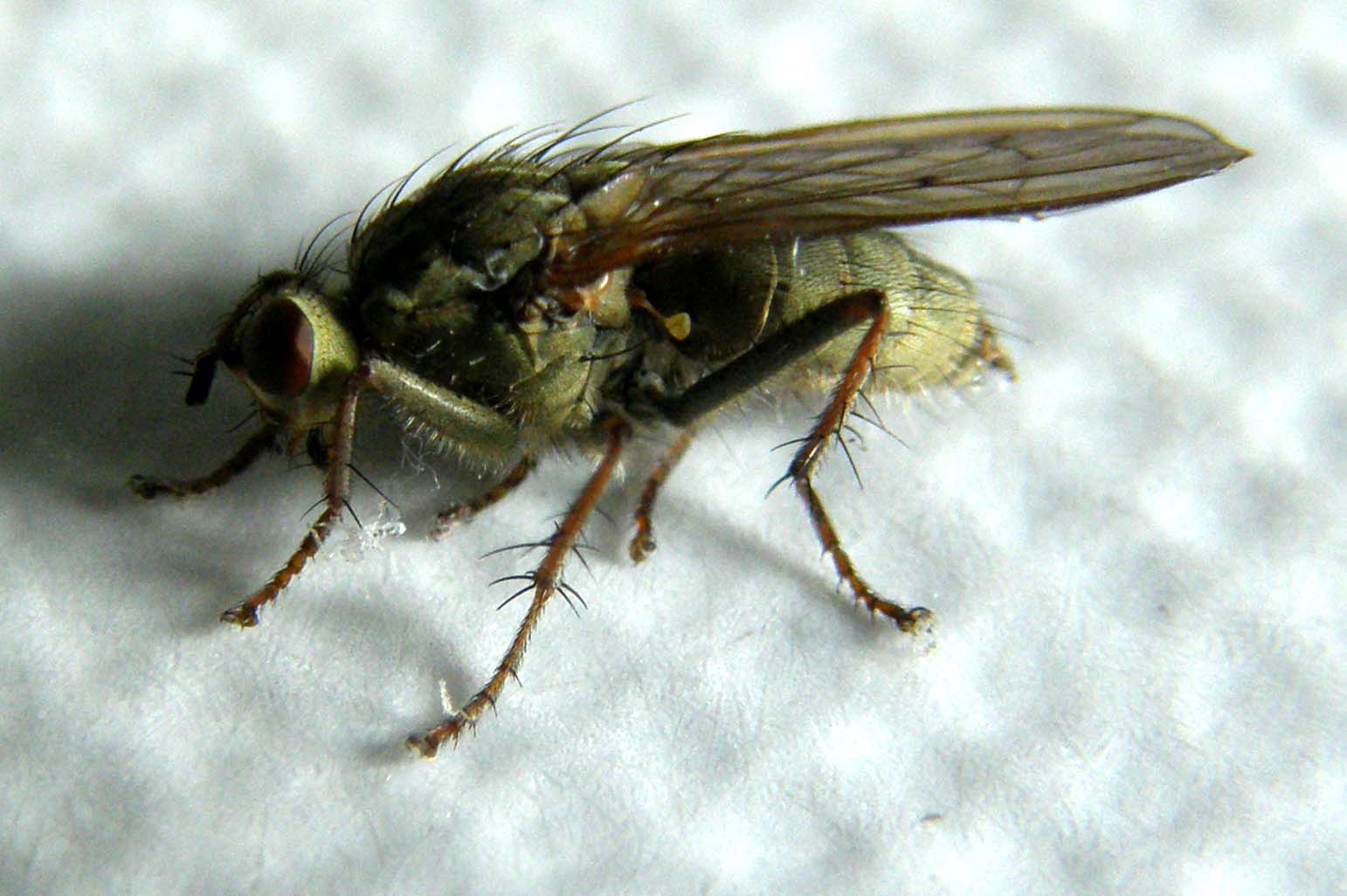 Scathophaga stercoraria (Scathophagidae).