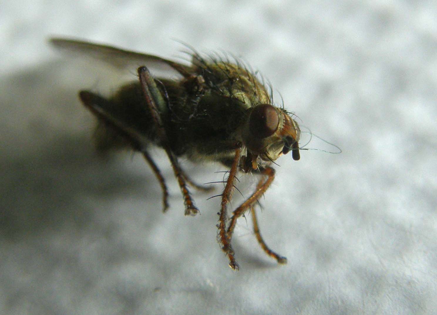 Scathophaga stercoraria (Scathophagidae).