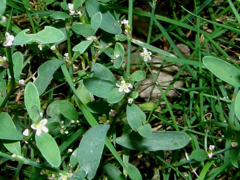 Polygonum aviculare / Centinodia