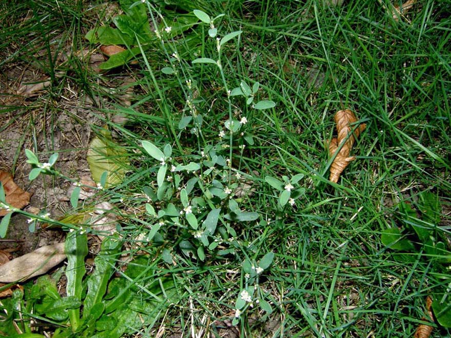 Polygonum aviculare / Centinodia