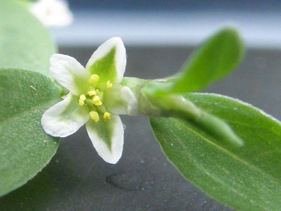 Polygonum aviculare / Centinodia