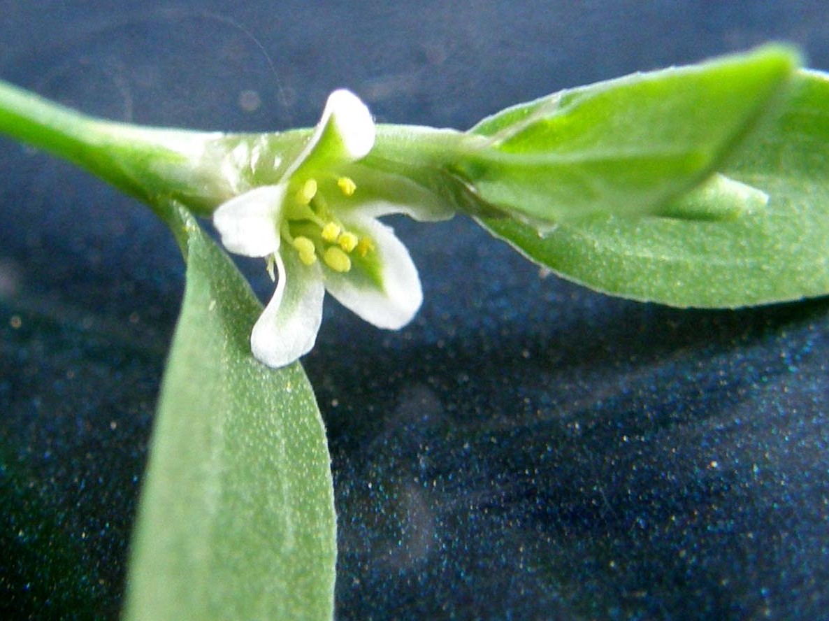 Polygonum aviculare / Centinodia