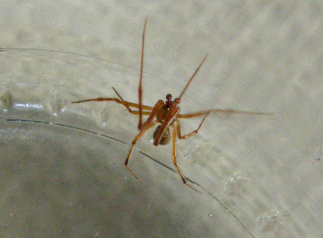 Theridiidae: cfr. Parasteatoda sp., maschio - Milano