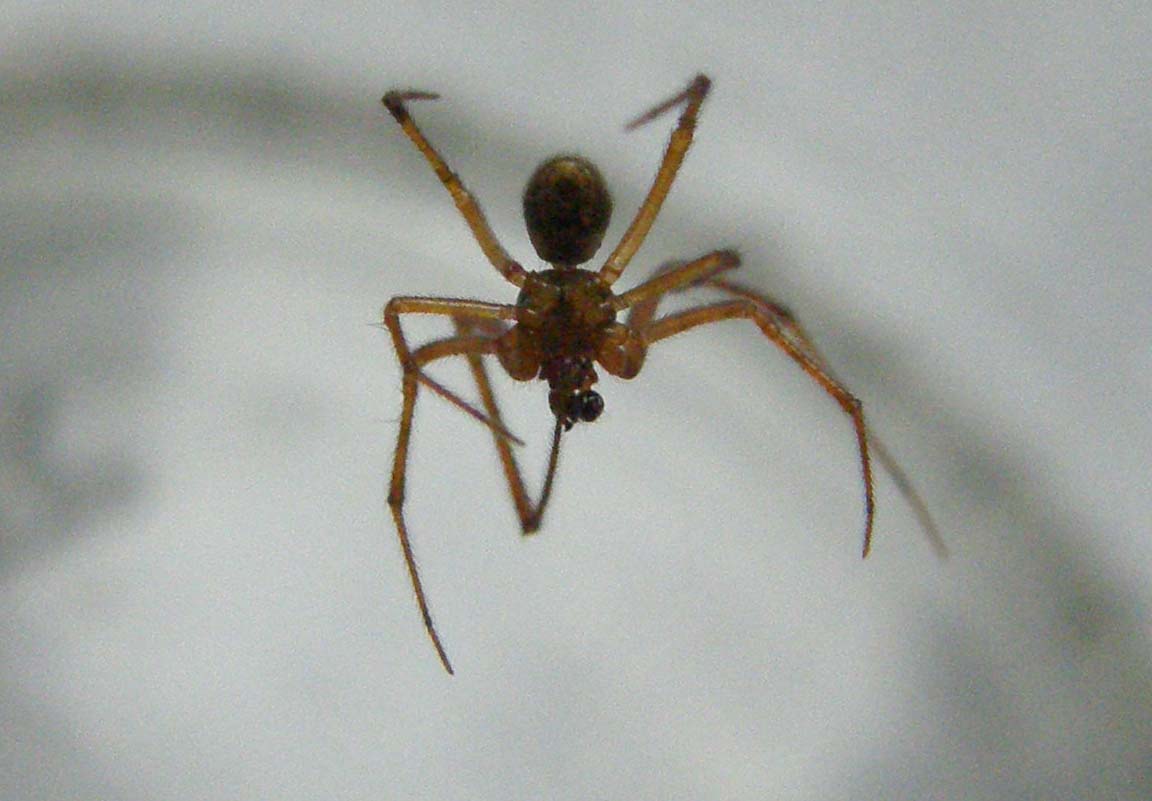 Theridiidae: cfr. Parasteatoda sp., maschio - Milano