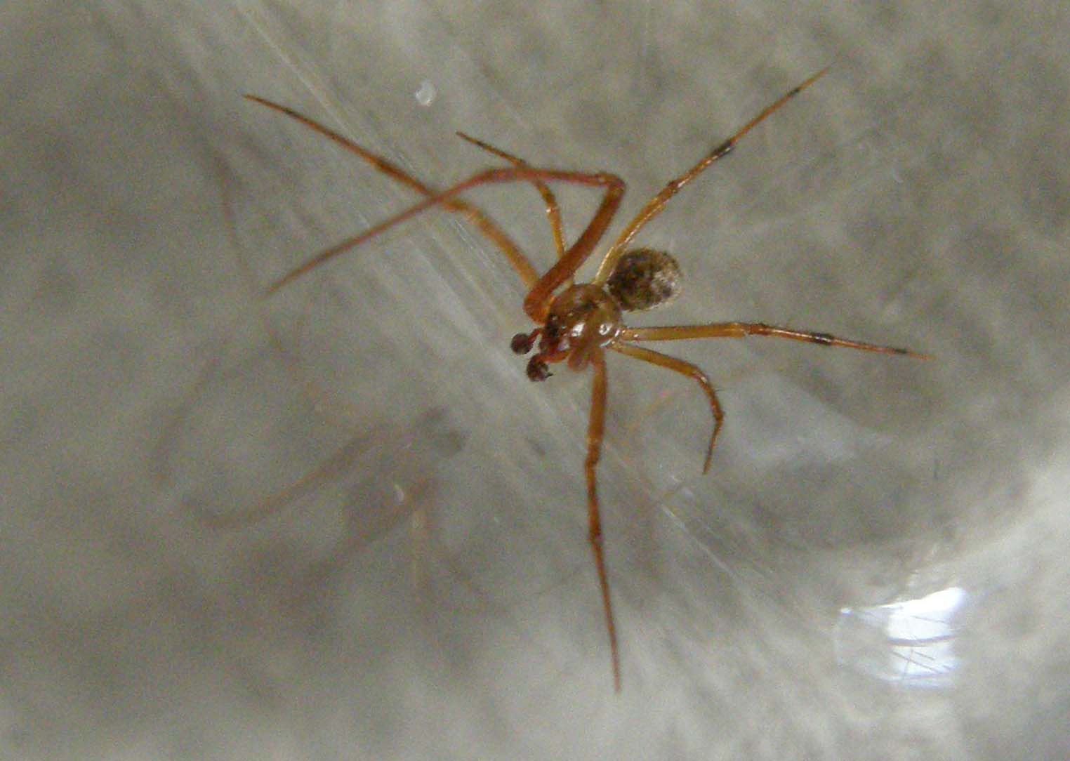 Theridiidae: cfr. Parasteatoda sp., maschio - Milano