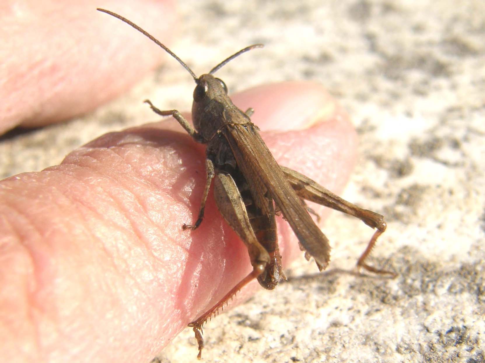 Acrididae: Chorthippus (Glyptobothrus) sp.