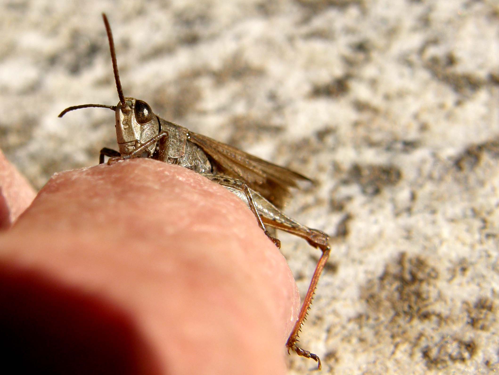 Acrididae: Chorthippus (Glyptobothrus) sp.