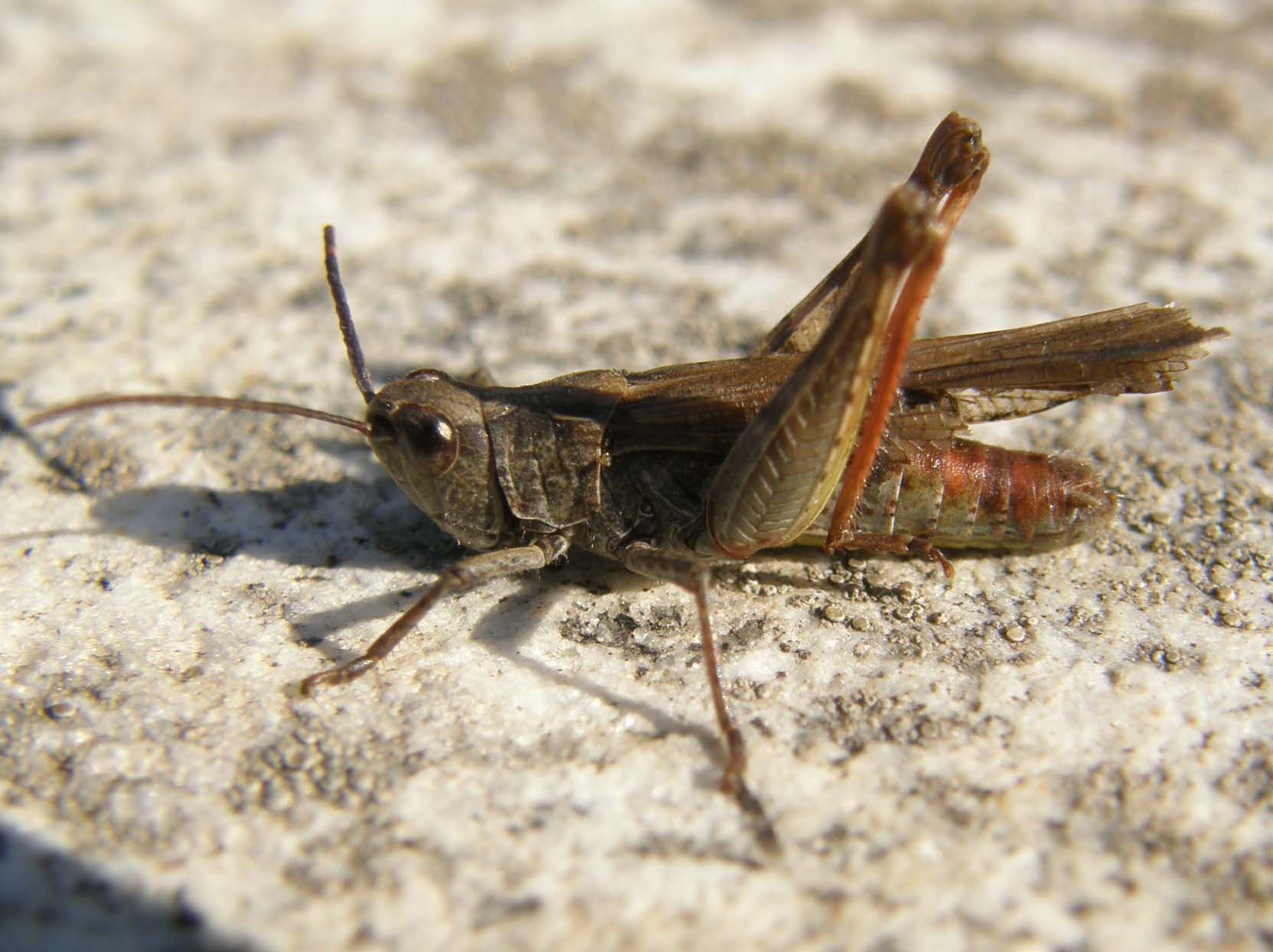 Acrididae: Chorthippus (Glyptobothrus) sp.