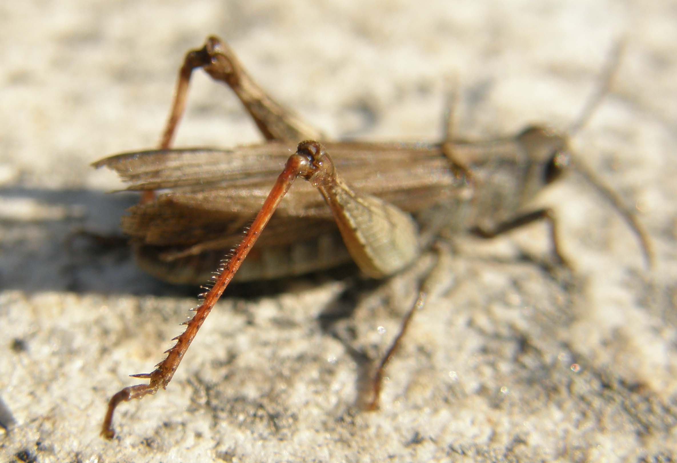 Acrididae: Chorthippus (Glyptobothrus) sp.