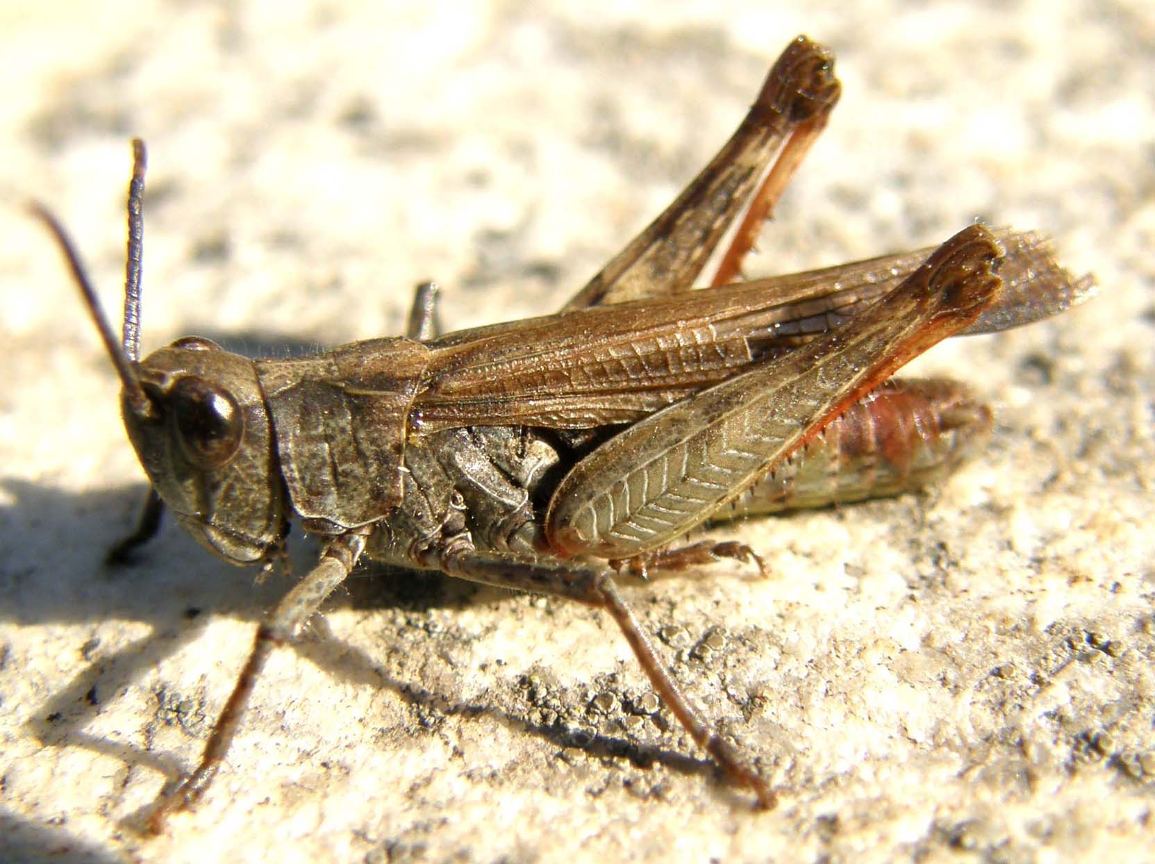 Acrididae: Chorthippus (Glyptobothrus) sp.