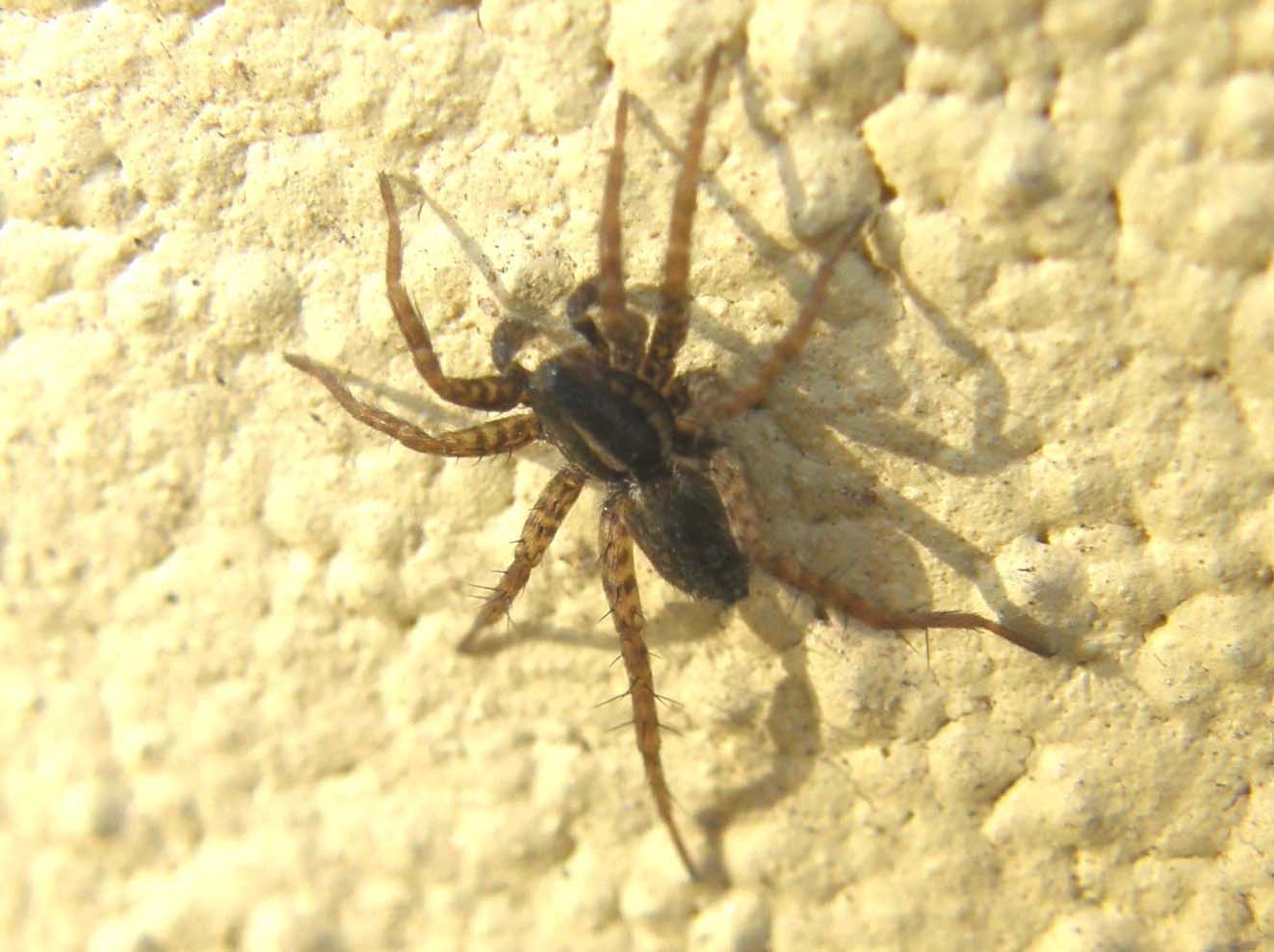 Pardosa sp.