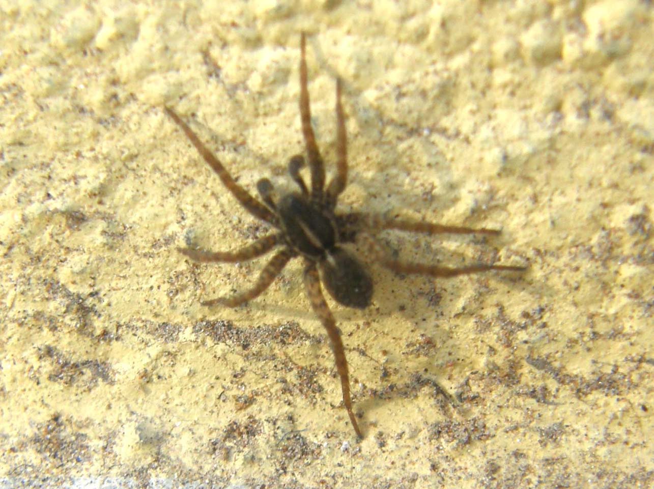 Pardosa sp.