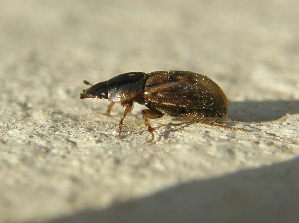 Nimbus johnsoni, Aphodiidae