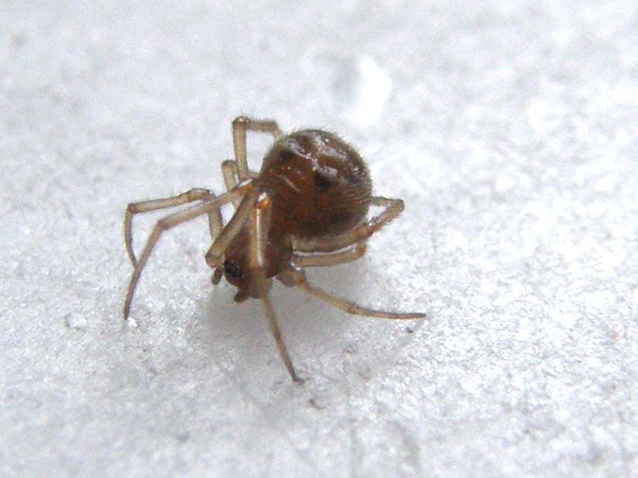 Steatoda triangulosa