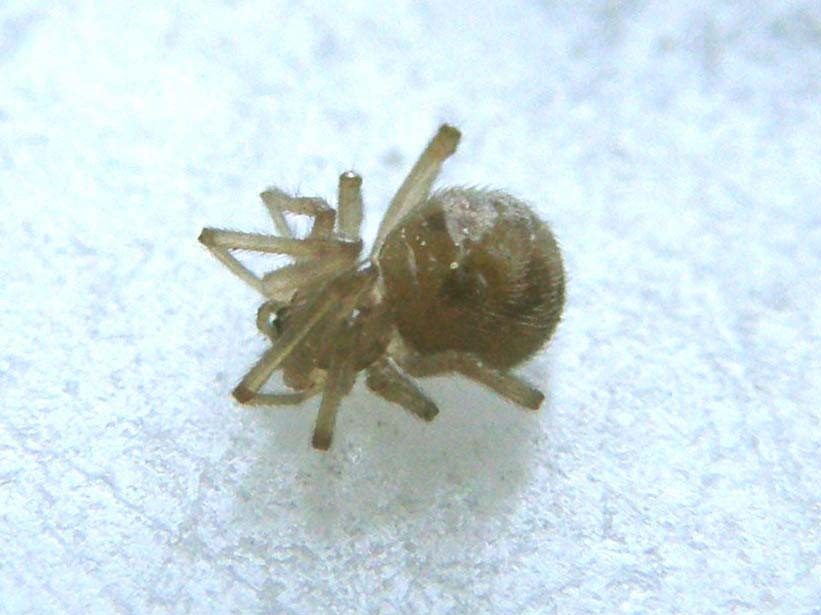 Steatoda triangulosa