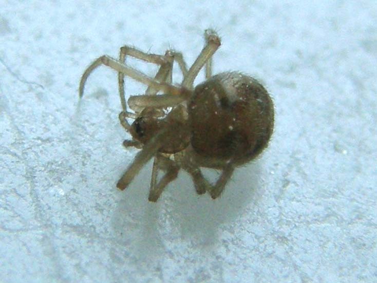 Steatoda triangulosa