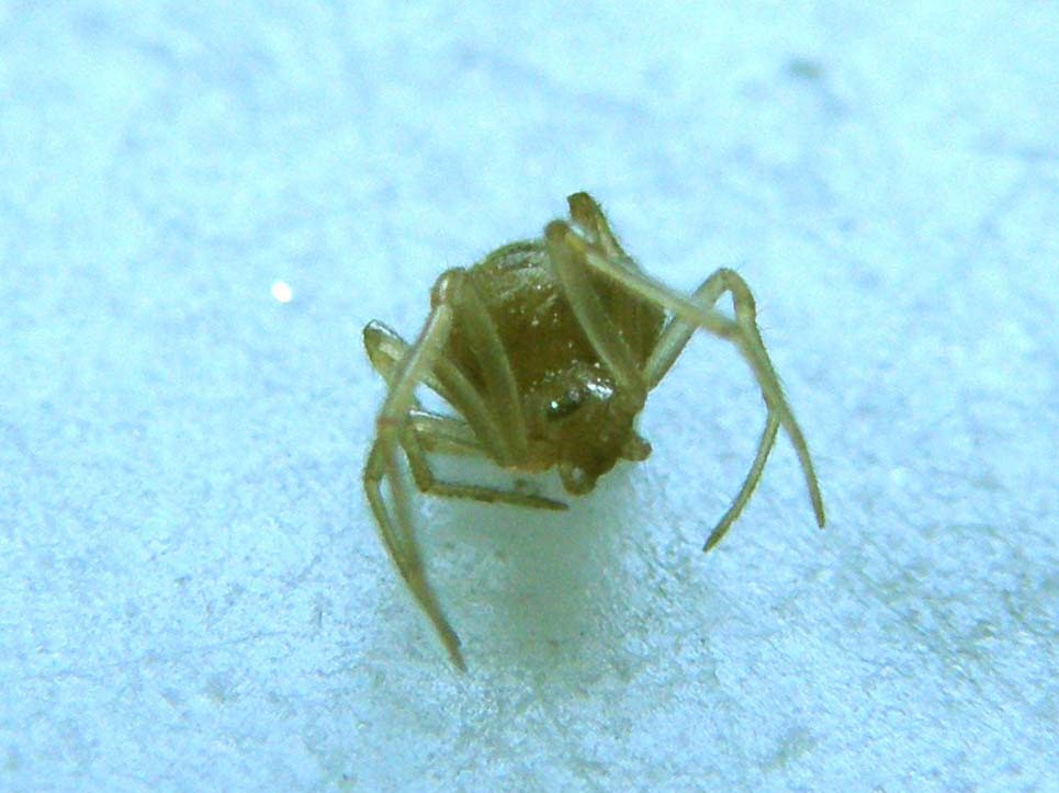 Steatoda triangulosa