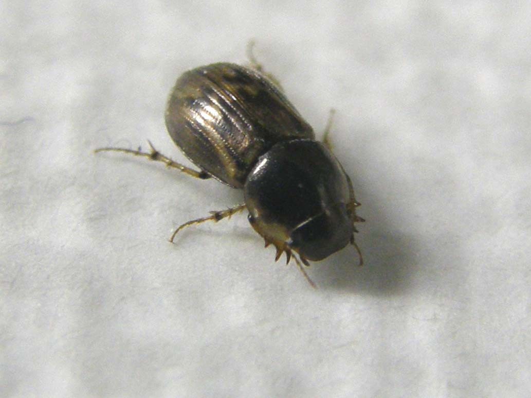 Nimbus johnsoni, Aphodiidae