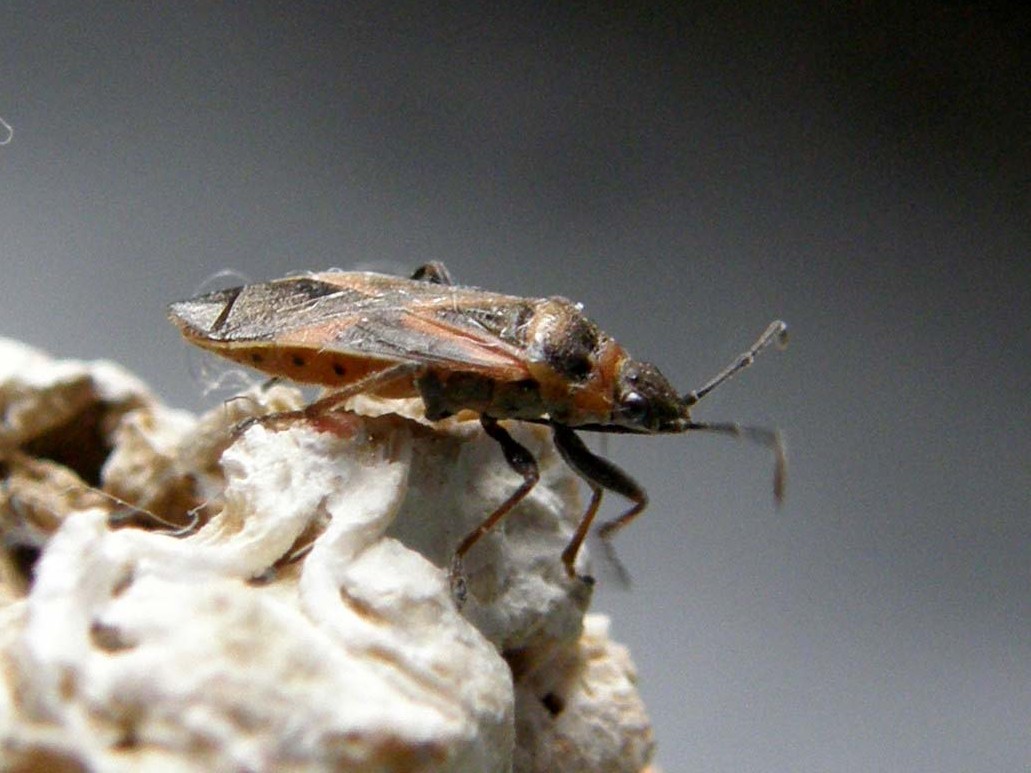 Lygaeidae: Arocatus roeselii dell''hinterland milanese