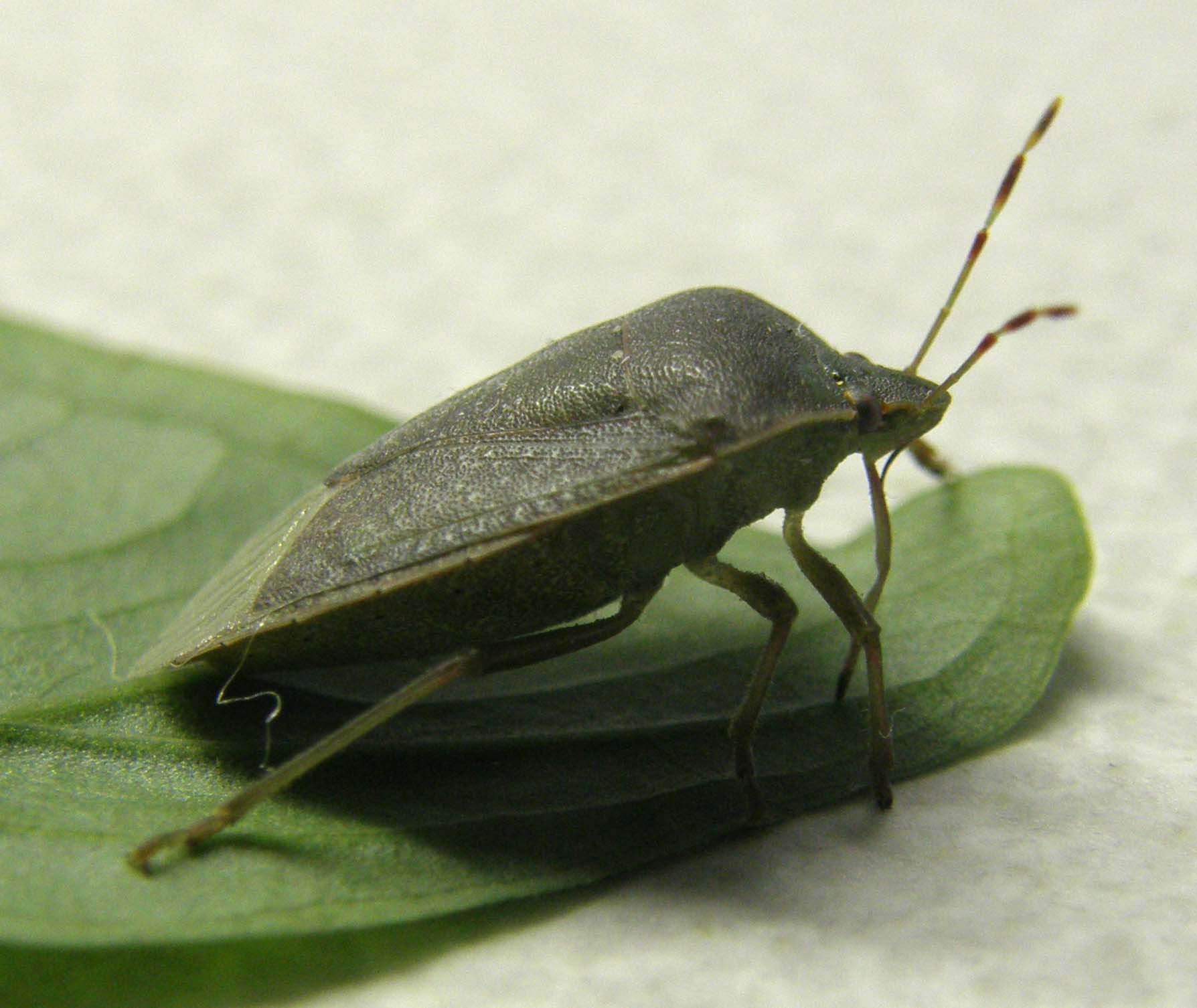 Nezara viridula...in posa