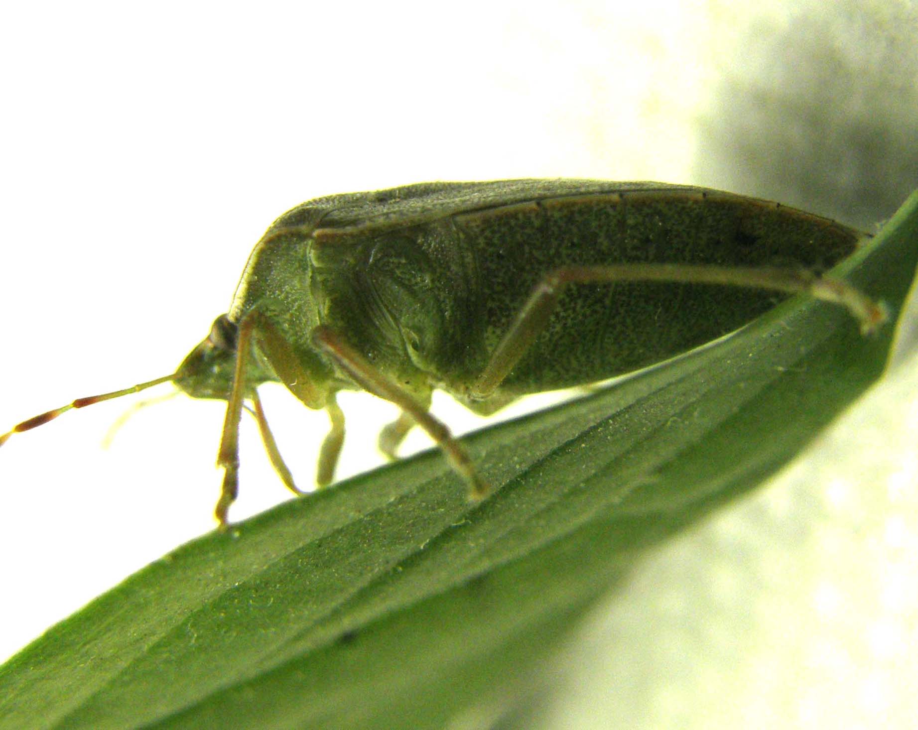 Nezara viridula...in posa