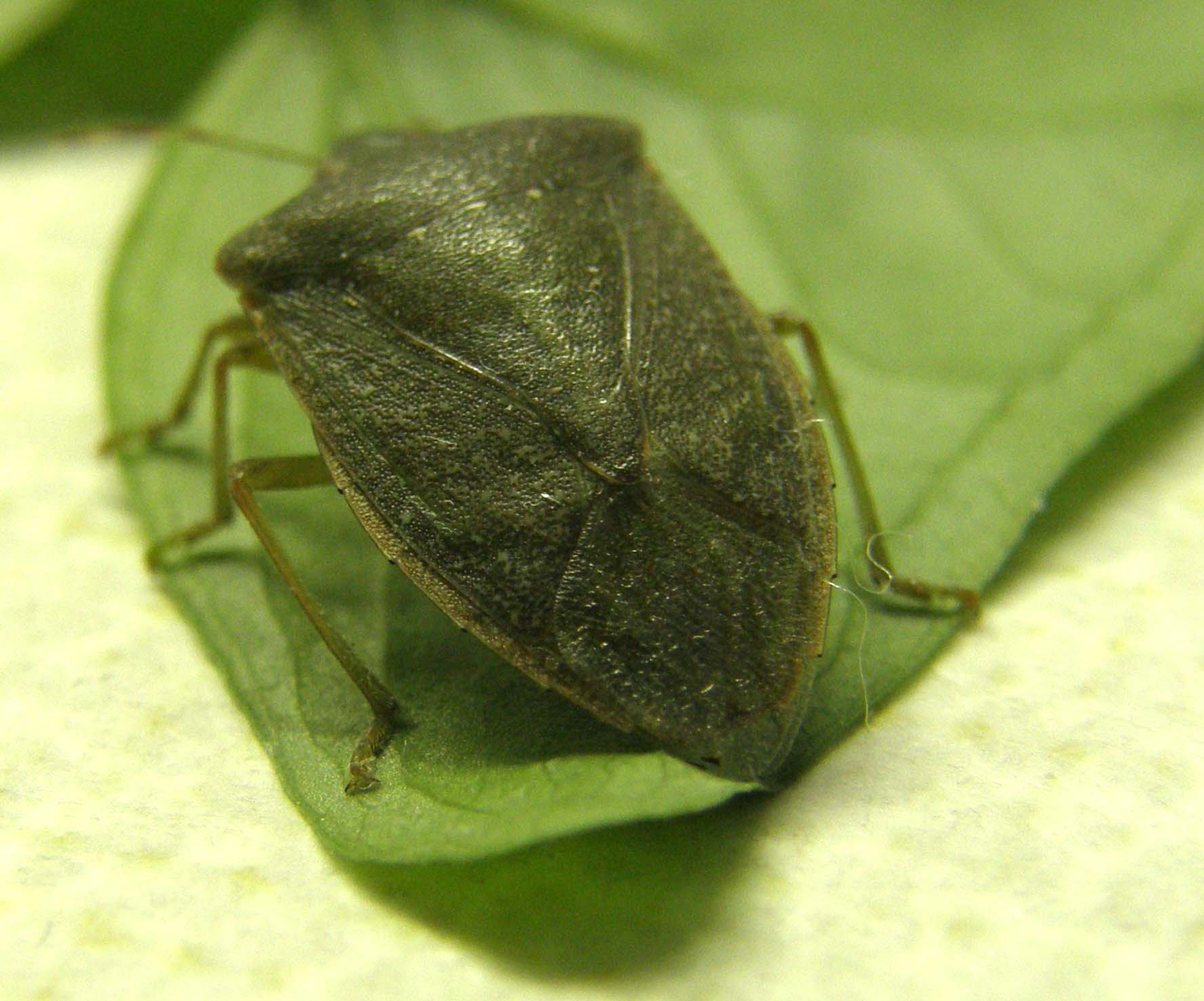 Nezara viridula...in posa