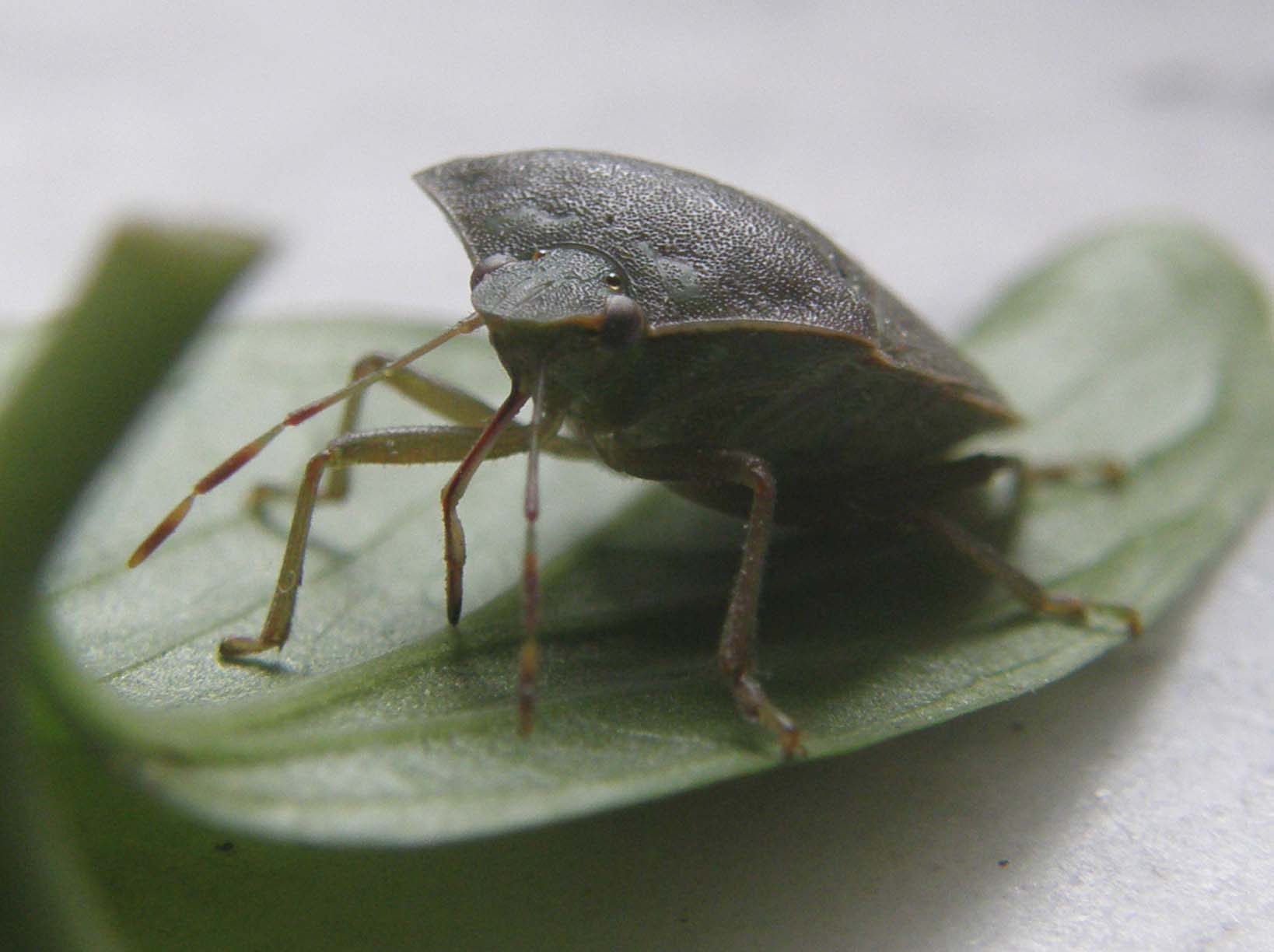 Nezara viridula...in posa