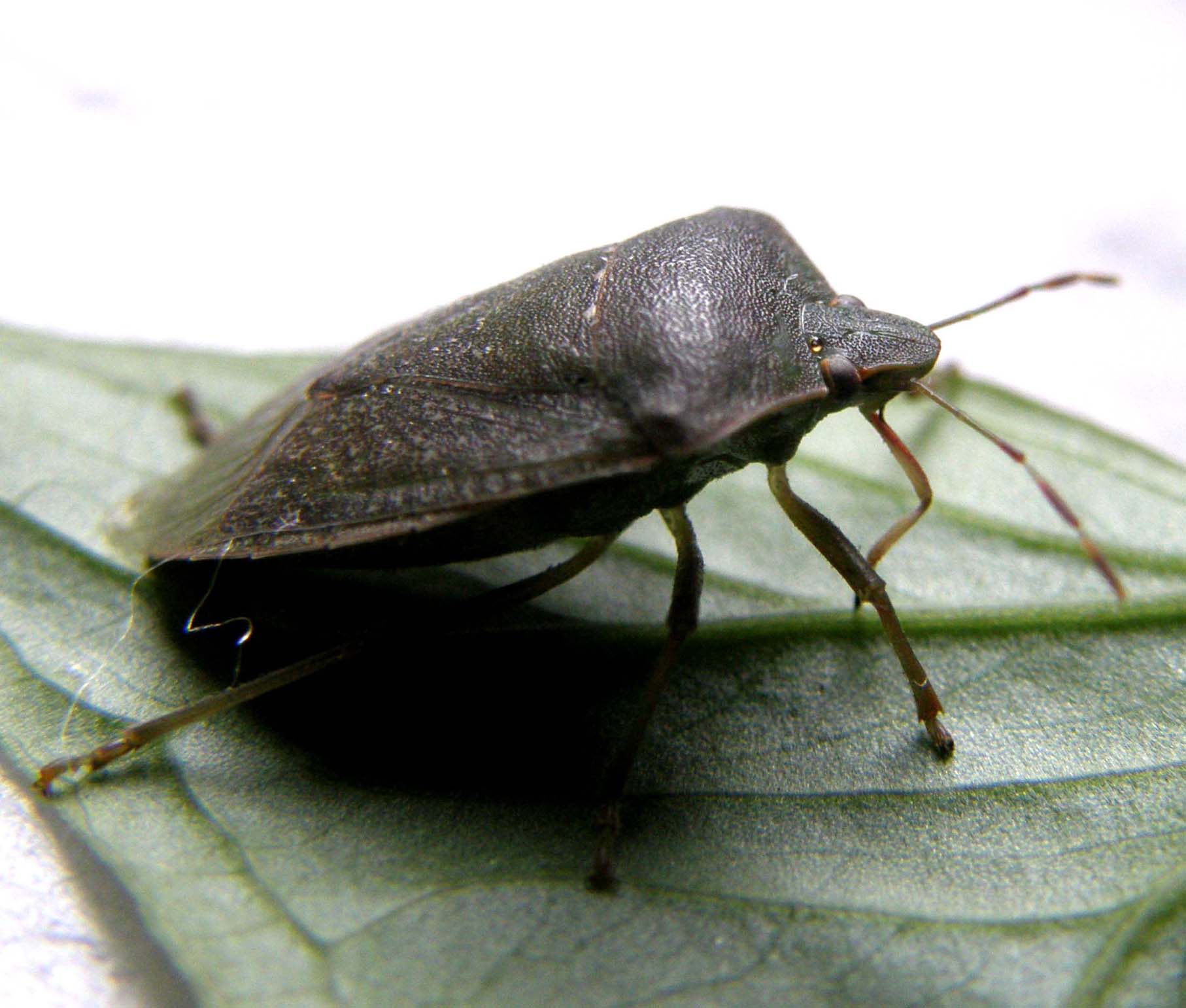 Nezara viridula...in posa