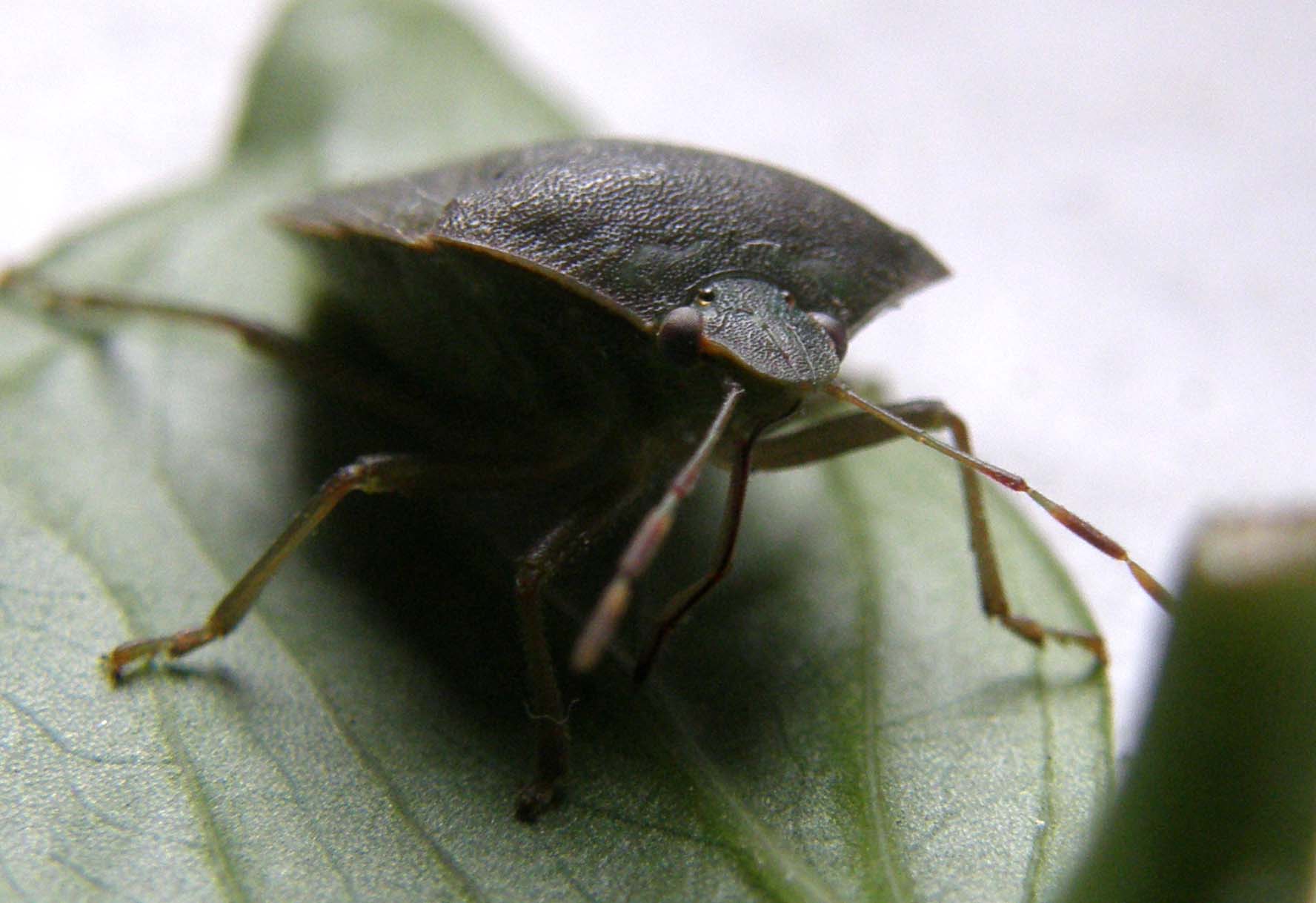 Nezara viridula...in posa