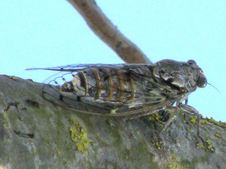 Cicada sp......s  Cicada orni dal Delta del Po (FE)