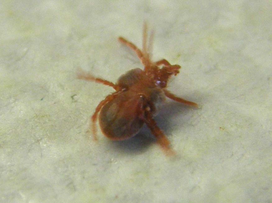 Acaro Trombididae