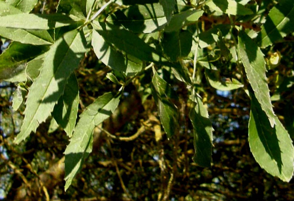 Fraxinus cfr. meridionalis (Lamiales-Oleaceae)