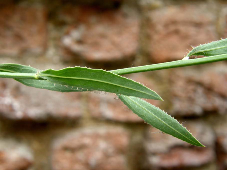 Chondrilla juncea