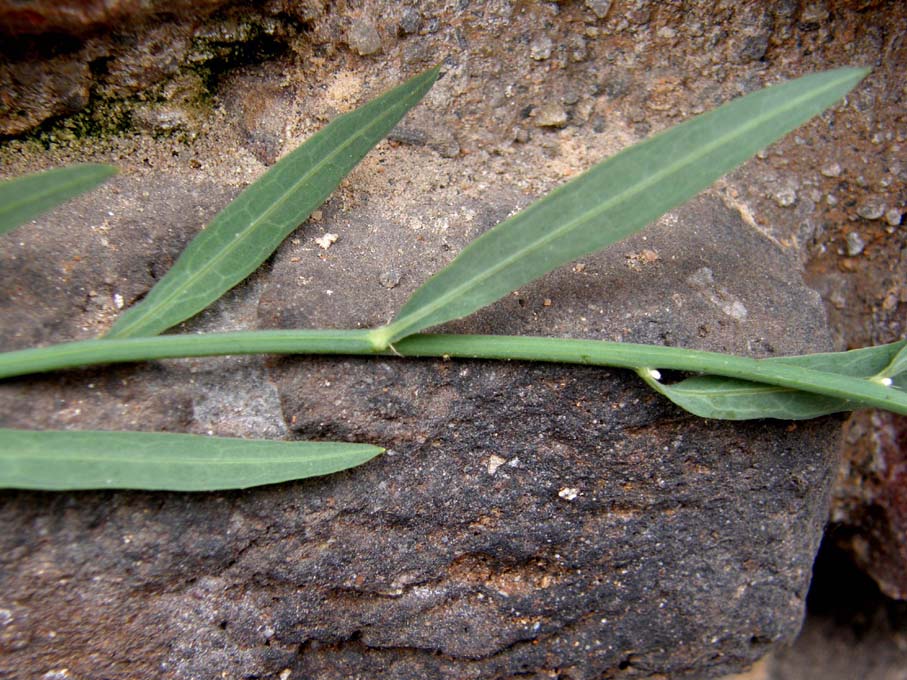 Chondrilla juncea