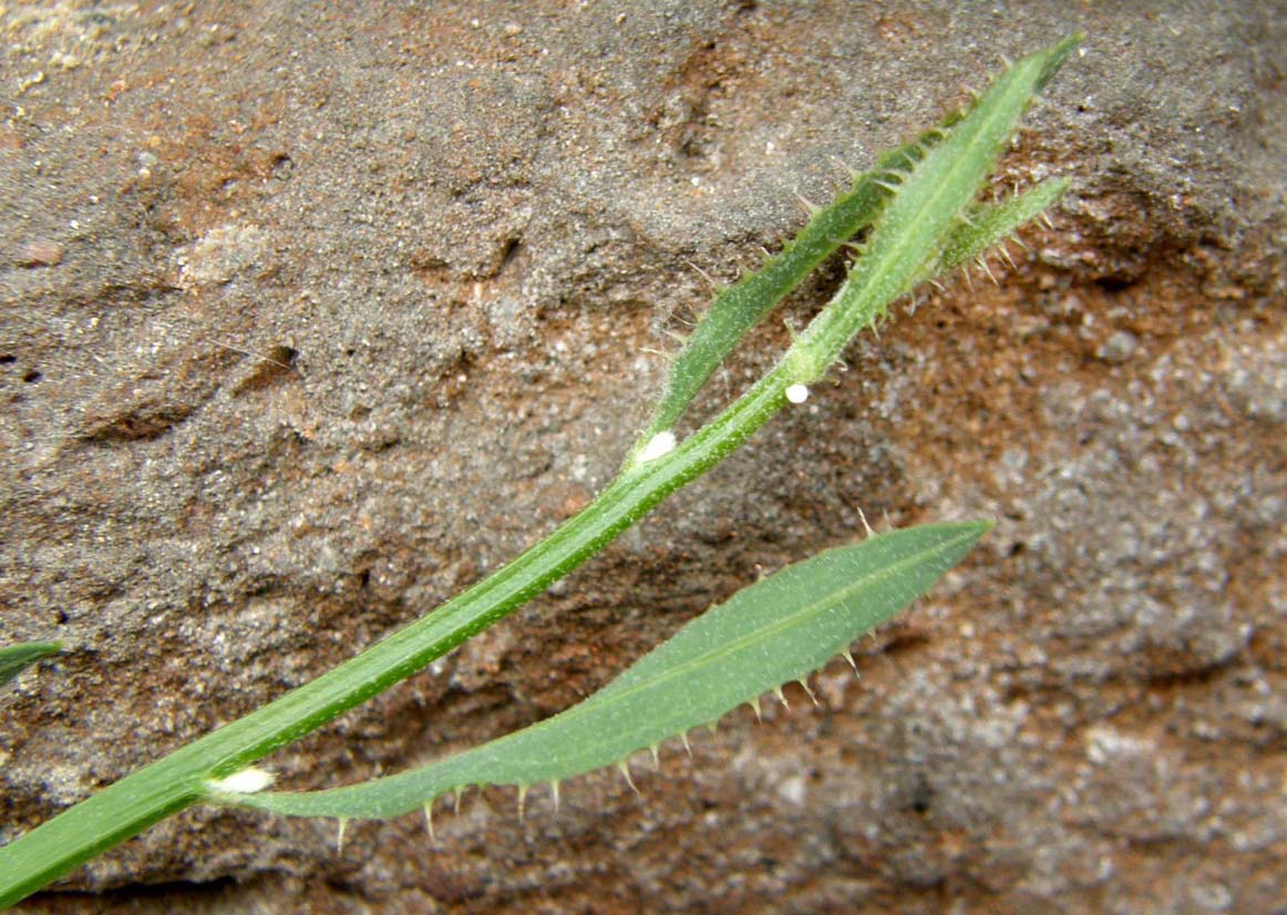 Chondrilla juncea