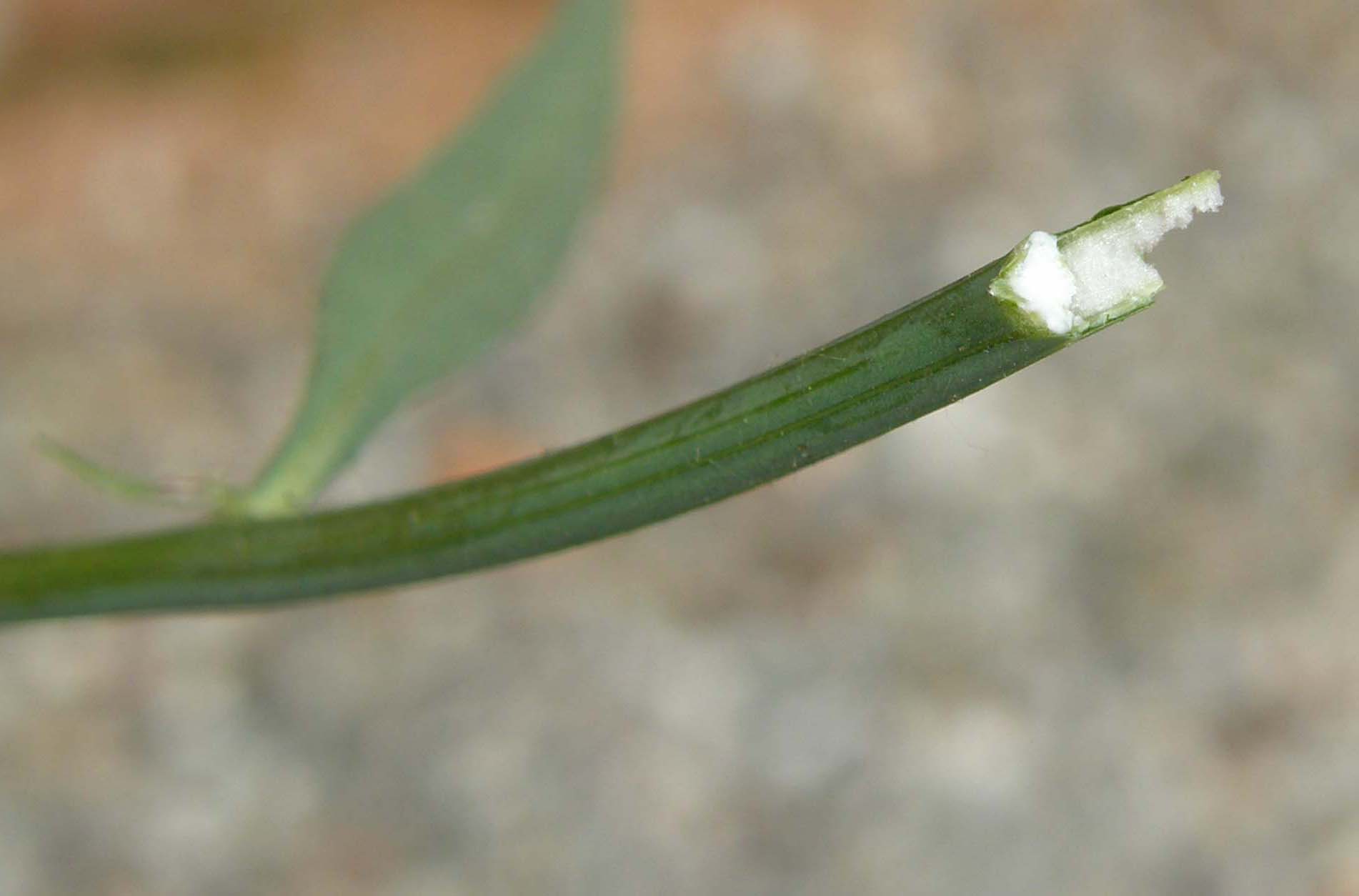 Chondrilla juncea