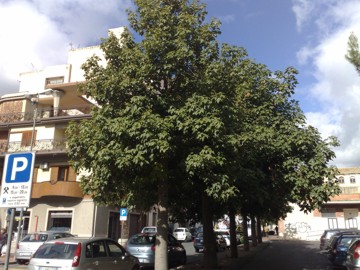 Brachychiton acerifolius