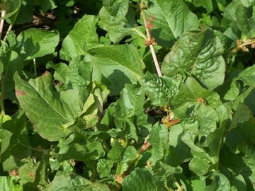 Emex spinosa / Spinaciastra comune