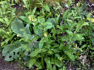 Arabis turrita