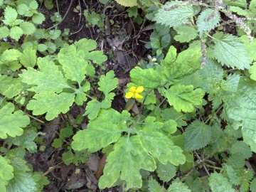 Chelidonium majus