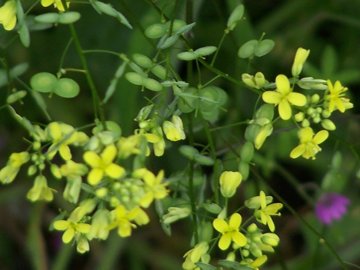 Biscutella maritima / Biscutella lirata